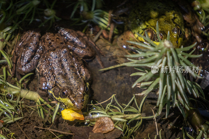 绿蛙(Lithobates clamitans)，美洲绿蛙。